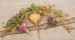 Maca 3 types Screen Shot 2019-12-02 at 4